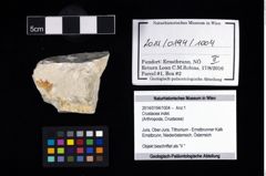 Foto (Objekt + Etikett) von Crustacea indet.  (NHMW-GEO-2014-0194-1004)